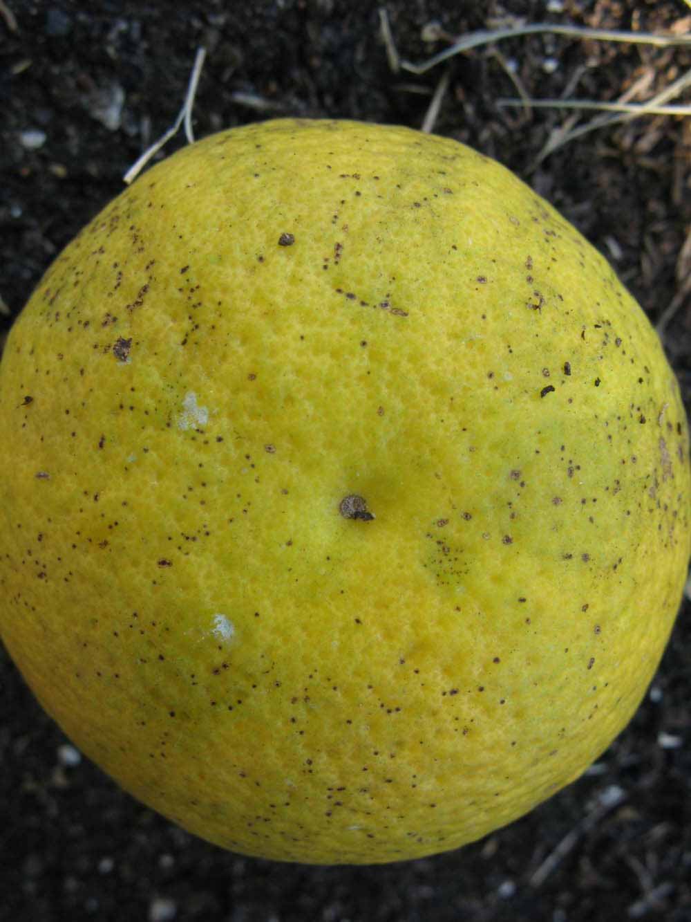              Fruit (Winter Haven, FL)       